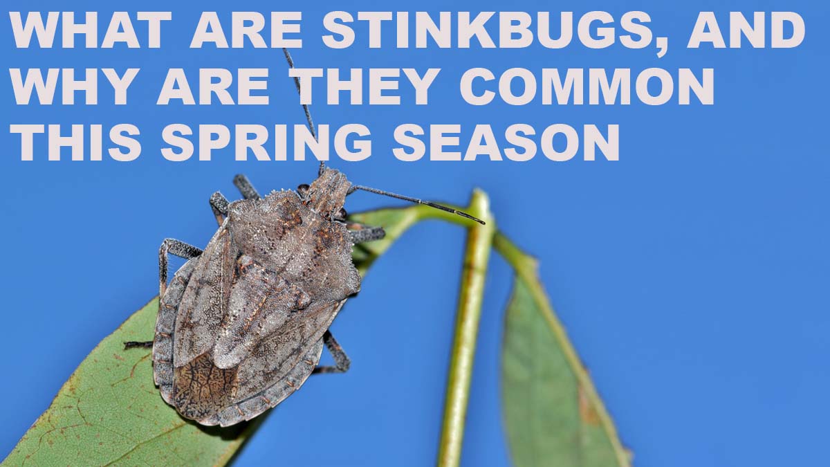 What are Stinkbugs, and Why are They Common this Spring Season ...